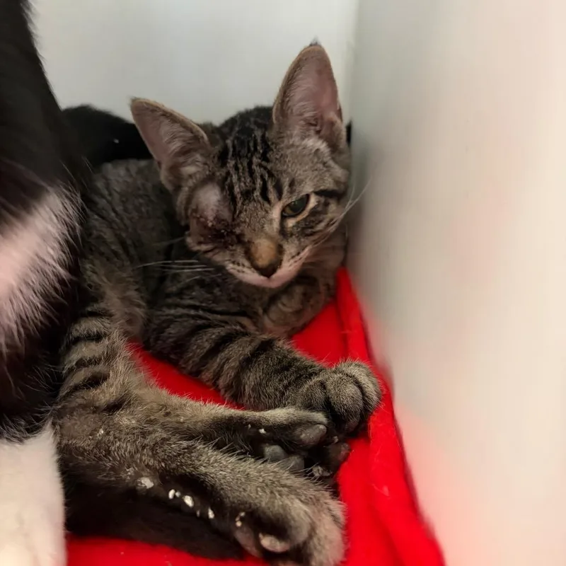 A baby small-sized male Domestic Medium Hair cat named Kal for adoption in Council Bluffs, IA