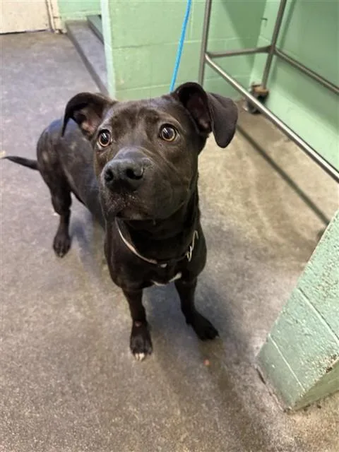 A young small-sized female Pit Bull Terrier dog named Skittles for adoption in Sacramento, CA