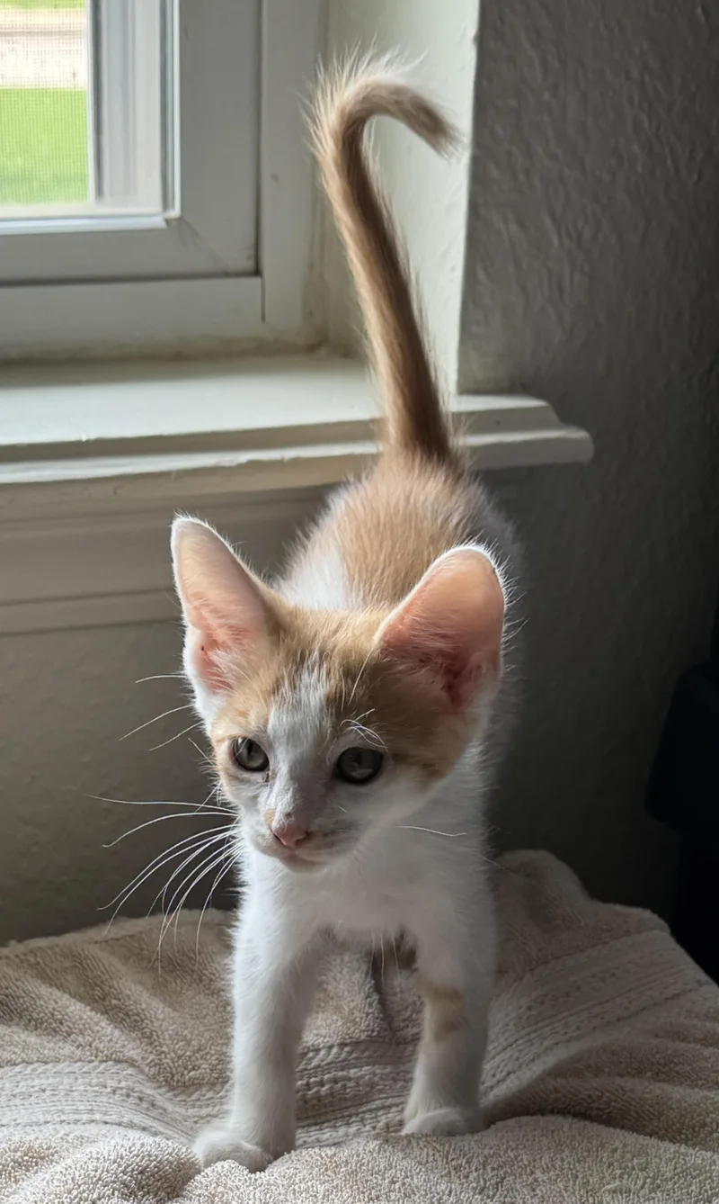 A baby medium-sized male Orange & White Domestic Short Hair cat named Helios for adoption in Noble, OK