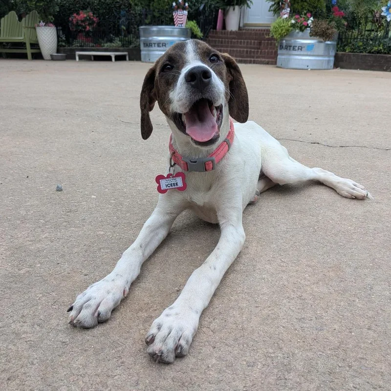A young medium-sized female White / Cream Hound dog named Icee for adoption in Wake Forest, NC