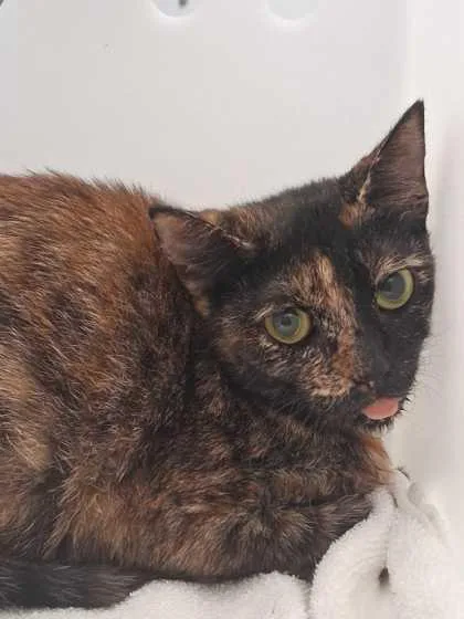 An adult small-sized female Domestic Short Hair cat named Tortilla for adoption in Sevierville, TN