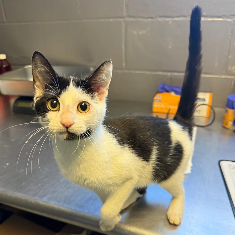 A baby small-sized female Black Domestic Short Hair cat named Tulip for adoption in Tuscaloosa, AL