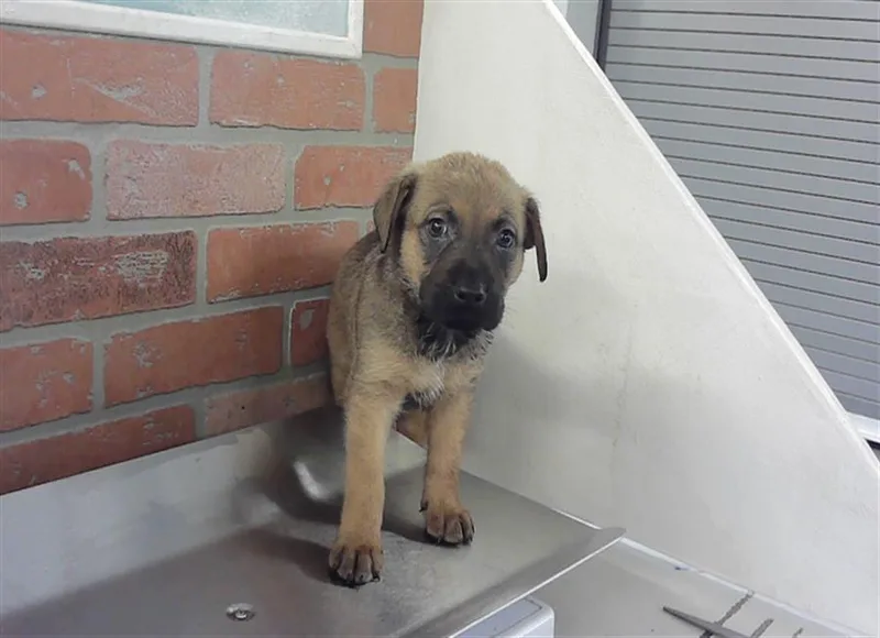 A baby small-sized male Labrador Retriever dog named Marcus for adoption in Houston, TX
