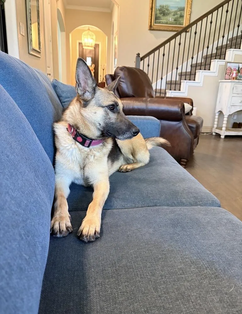 A young medium-sized female Brown / Chocolate German Shepherd Dog dog named Lunetta for adoption in Brookshire, TX