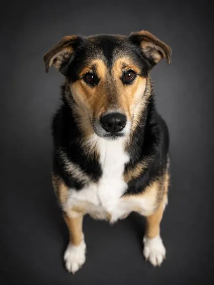 An adult small-sized female Shepherd dog named Shayla for adoption in Bridgewater, NJ