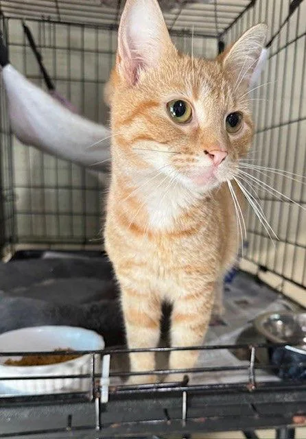 An adult small-sized female Tabby cat named Tracey for adoption in Apollo, PA