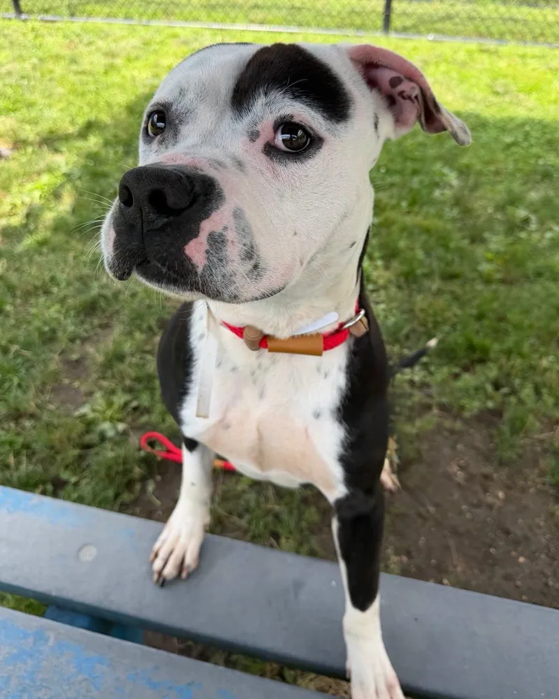 A young large-sized male Black Pit Bull Terrier dog named Knox Tag for adoption in Central Islip, NY
