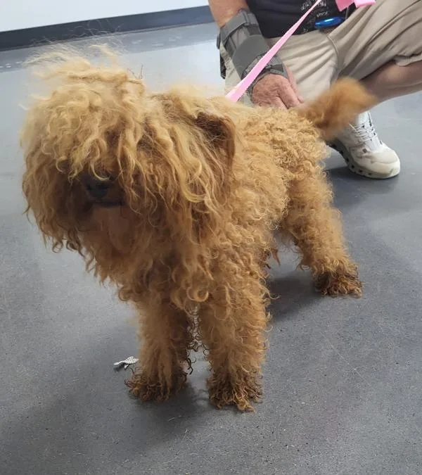 A young small-sized male Poodle dog named Pen for adoption in Lawrenceville, GA