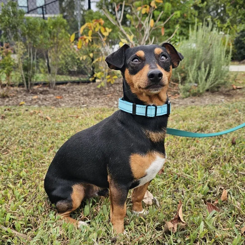 An adult small-sized male Dachshund dog named Junior for adoption in Nashville, TN