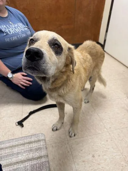 A senior medium-sized female Labrador Retriever dog named Sweetheart for adoption in Burlington, WA
