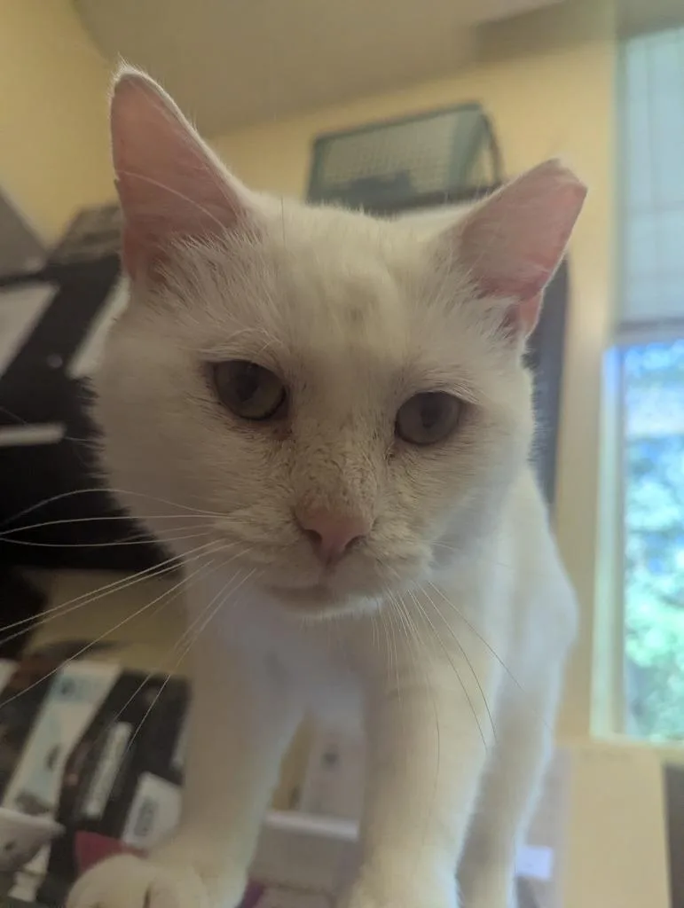 An adult medium-sized male Domestic Short Hair cat named Lee for adoption in Muskegon, MI