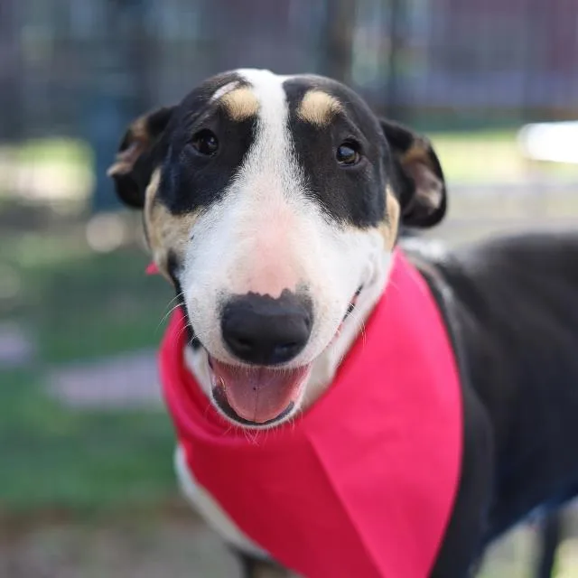A young medium-sized female Bull Terrier dog named Stella for adoption in San Antonio, TX