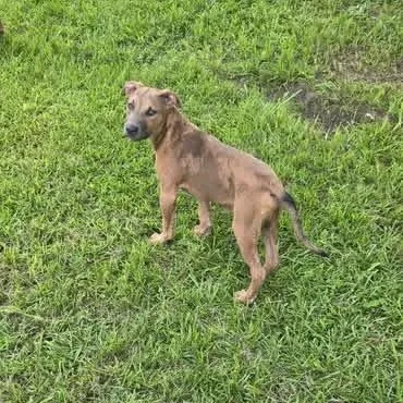 A young medium-sized male Brindle Pit Bull Terrier dog named Nemo for adoption in Brewton, AL