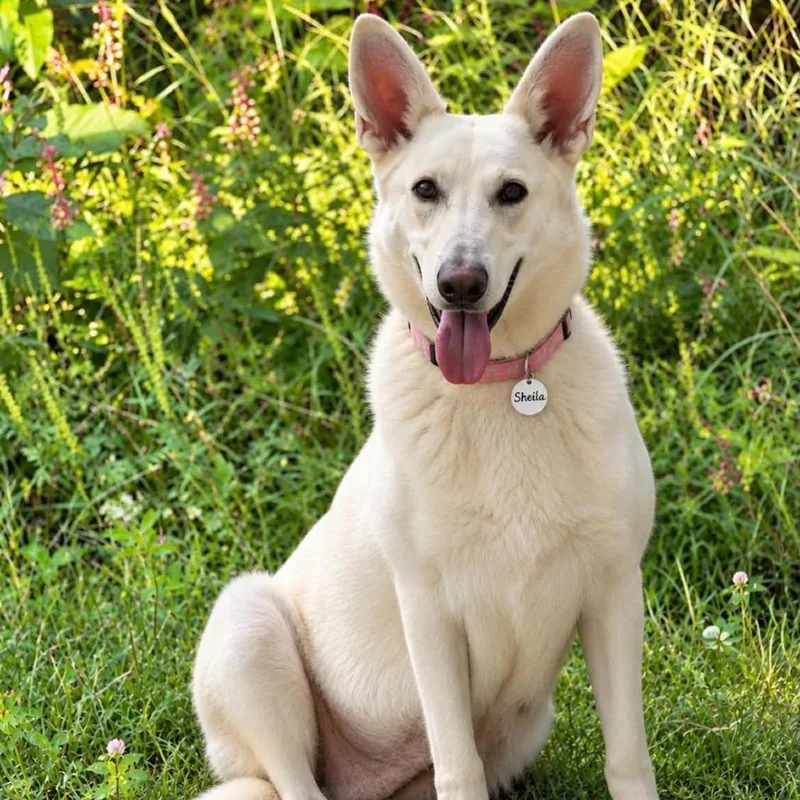 Sheila