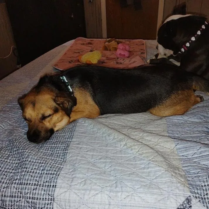 An adult small-sized male Black Beagle dog named Butters for adoption in Sparta, NJ