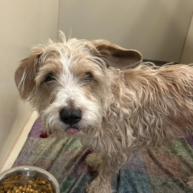 A senior small-sized male Yellow / Tan / Blond / Fawn Wirehaired Terrier dog named Putter for adoption in Flagstaff, AZ