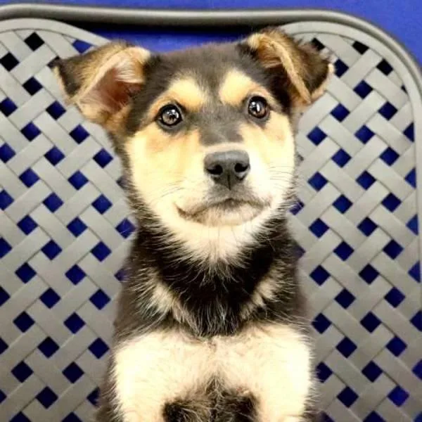 A baby medium-sized female German Shepherd Dog dog named Marfa for adoption in Fort Davis, TX