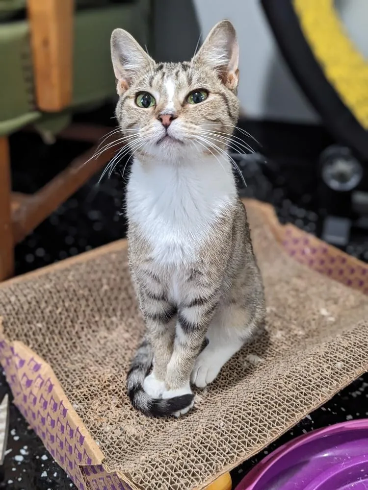 A young small-sized female Gray & White Domestic Short Hair cat named Birdie for adoption in Lewisburg, TN