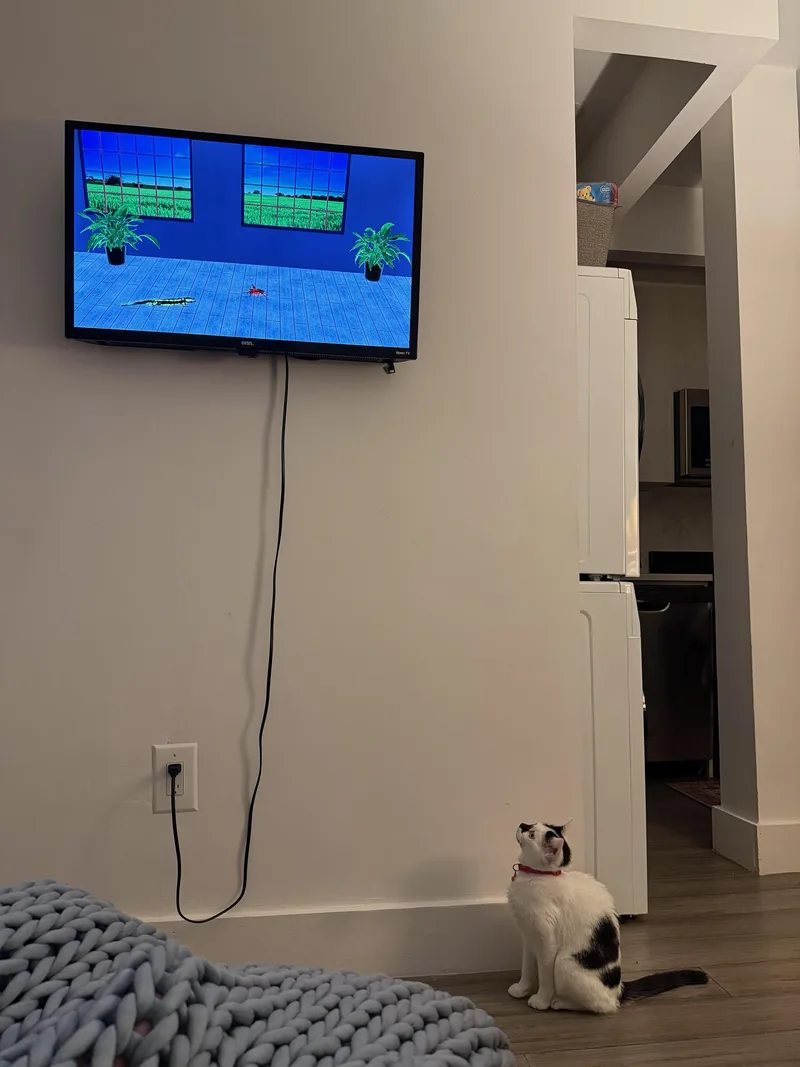 A young medium-sized female White Domestic Short Hair cat named Mochi for adoption in Brooklyn, NY