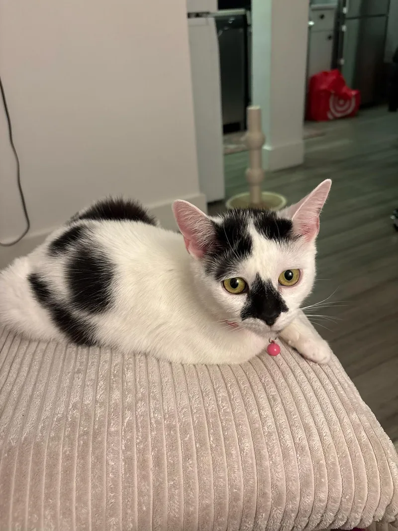 Mochi thumbnail 2