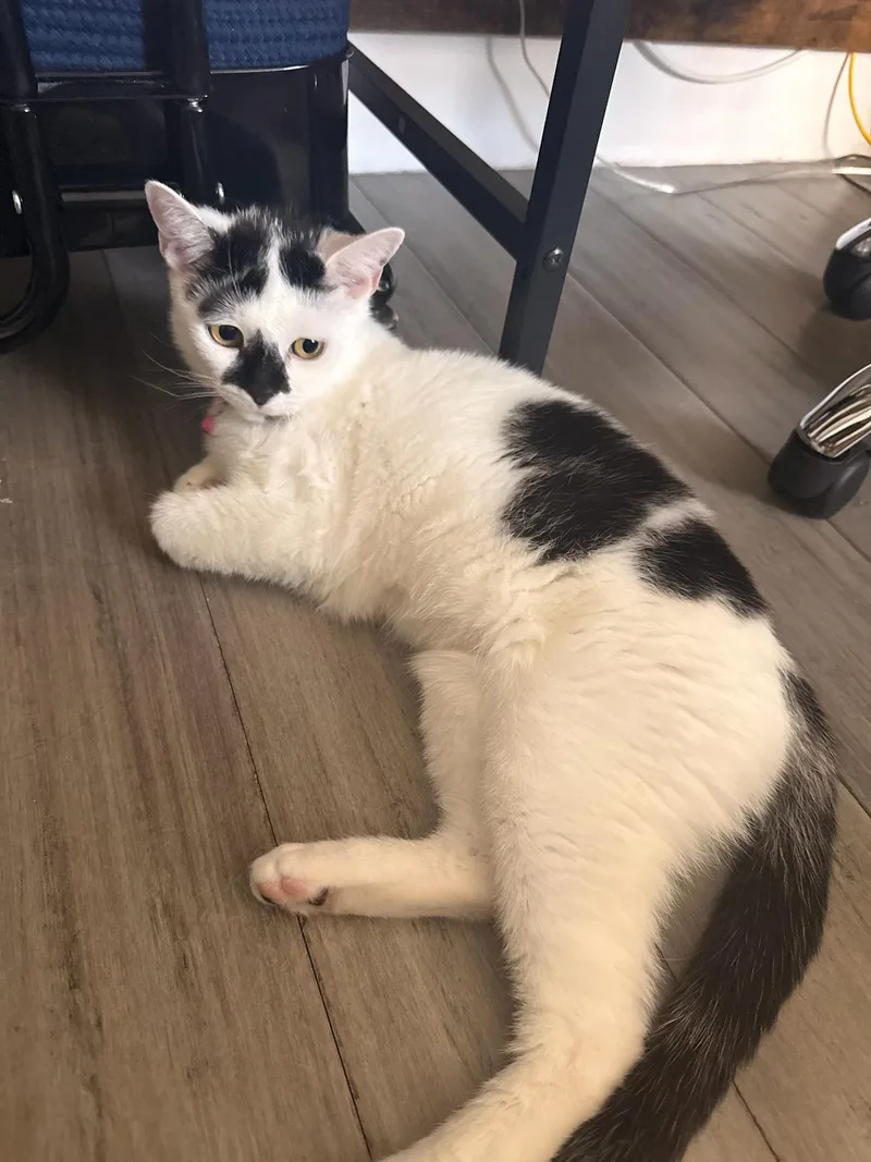 Mochi thumbnail 3