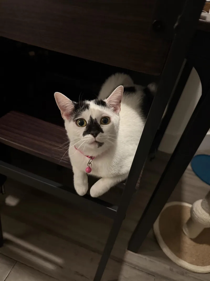 Mochi thumbnail 4