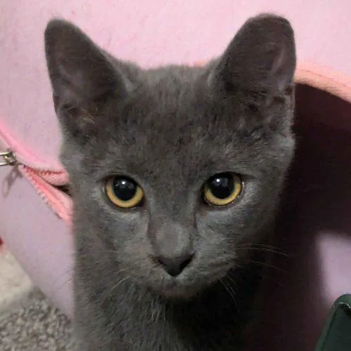 A young small-sized male Gray / Blue / Silver Domestic Short Hair cat named Ryklis for adoption in Seven Valleys, PA