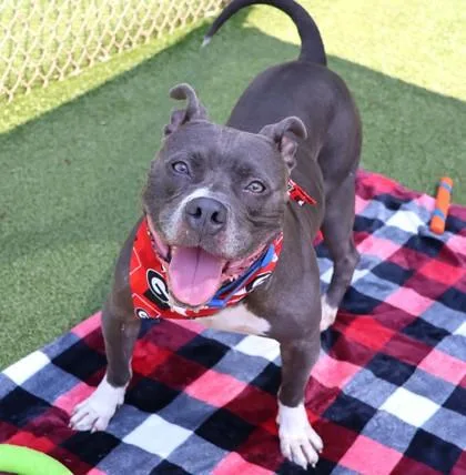 An adult large-sized male Mixed Breed dog named Ice for adoption in Athens, GA