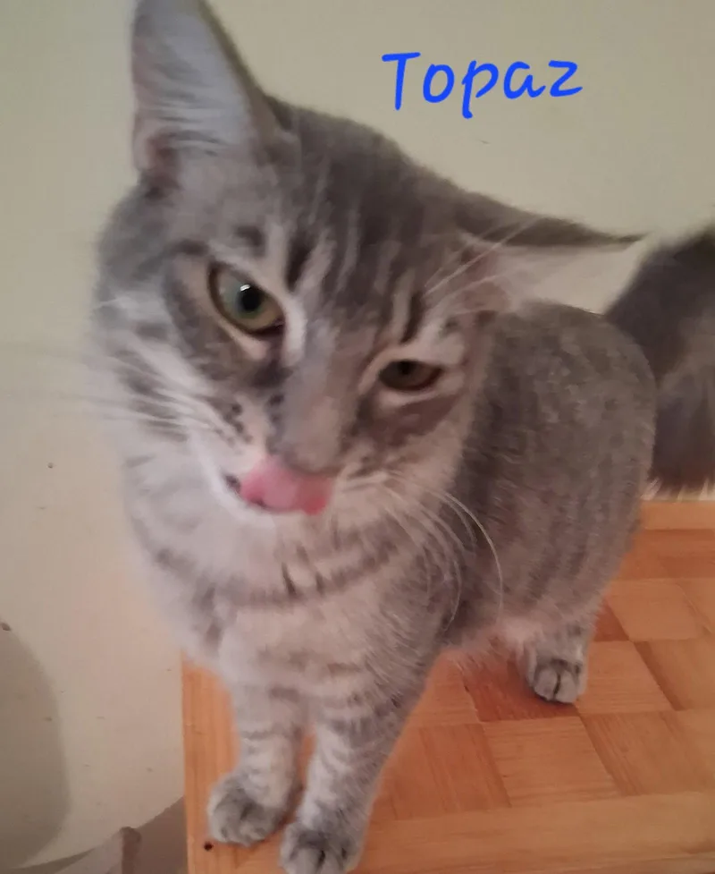 A young medium-sized male Domestic Short Hair cat named Topaz for adoption in Longwood, FL