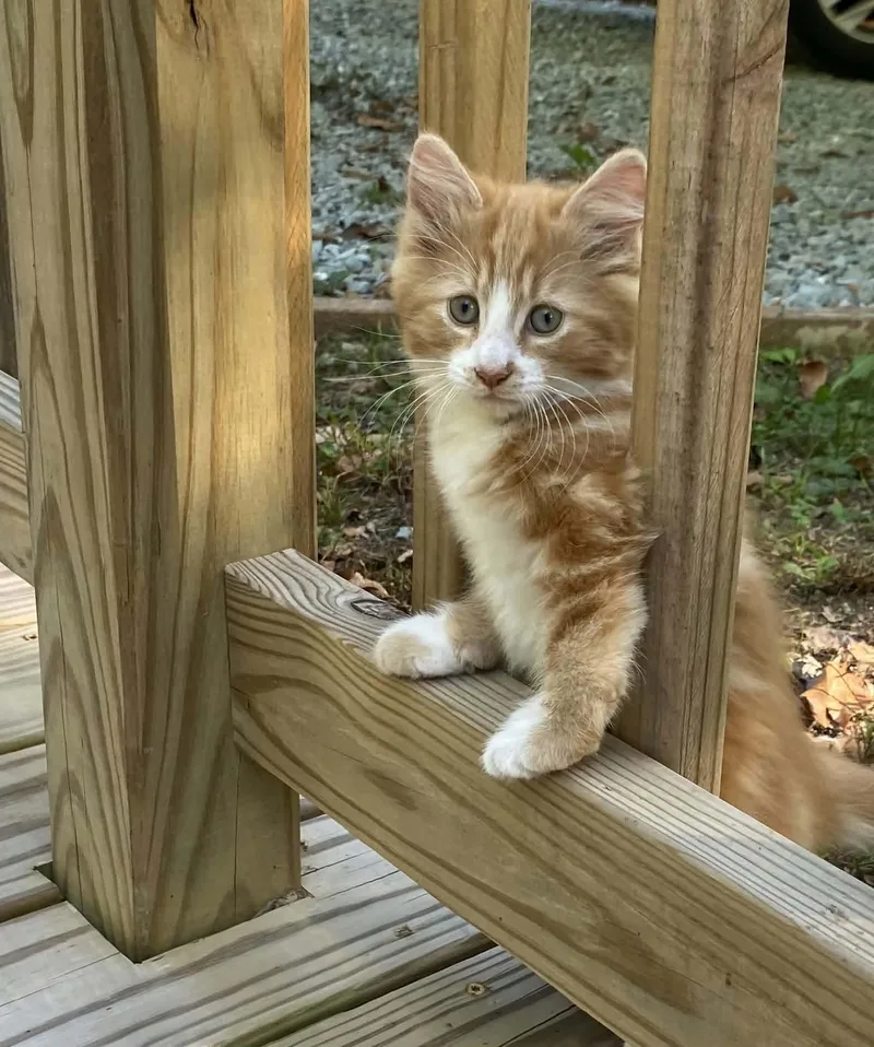 A baby medium-sized male Domestic Long Hair cat named Wynken for adoption in Roxboro, NC