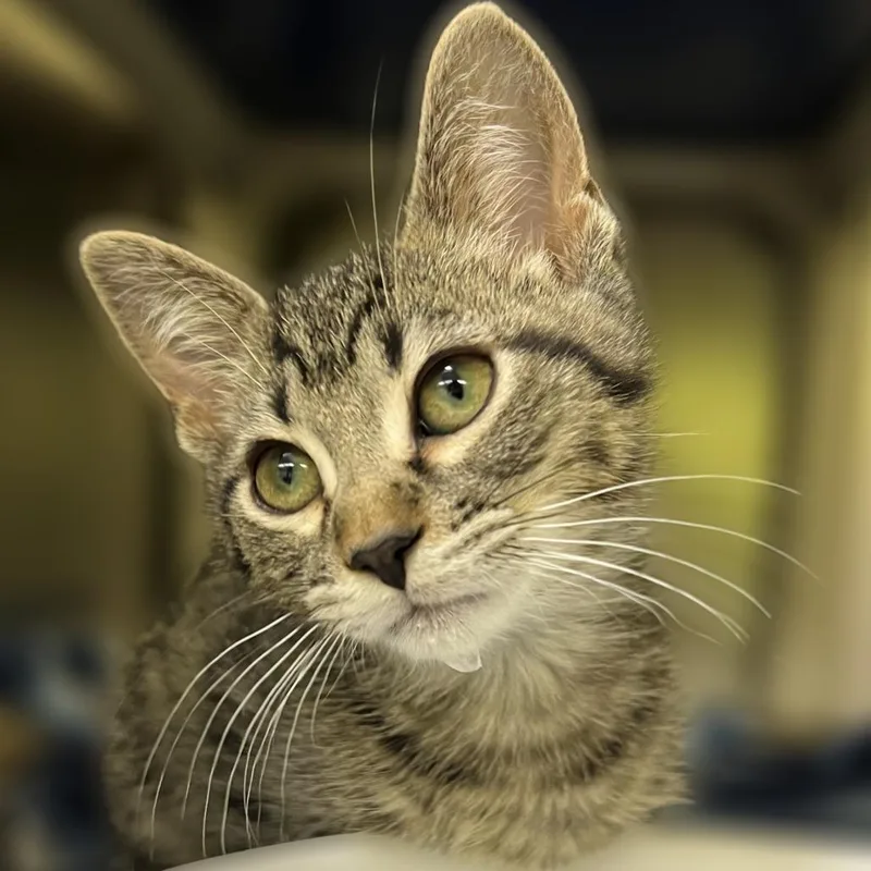 A young medium-sized male Brown / Chocolate Domestic Short Hair cat named Orson Welles for adoption in Springfield, IL