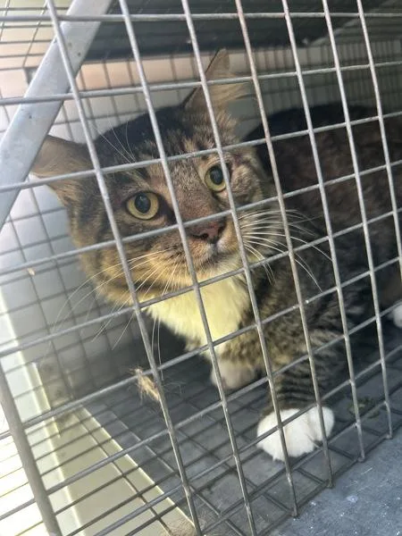 An adult large-sized male Domestic Medium Hair cat named Tarot for adoption in Virginia Beach, VA