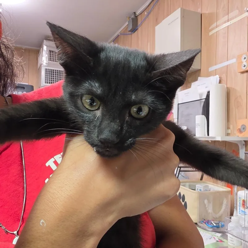 A baby small-sized female Black Domestic Short Hair cat named Scrim for adoption in Leander, TX