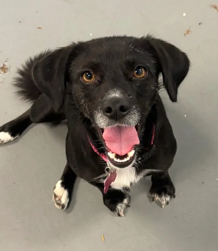 An adult small-sized female Black Chihuahua dog named Cher for adoption in Van Nuys, CA