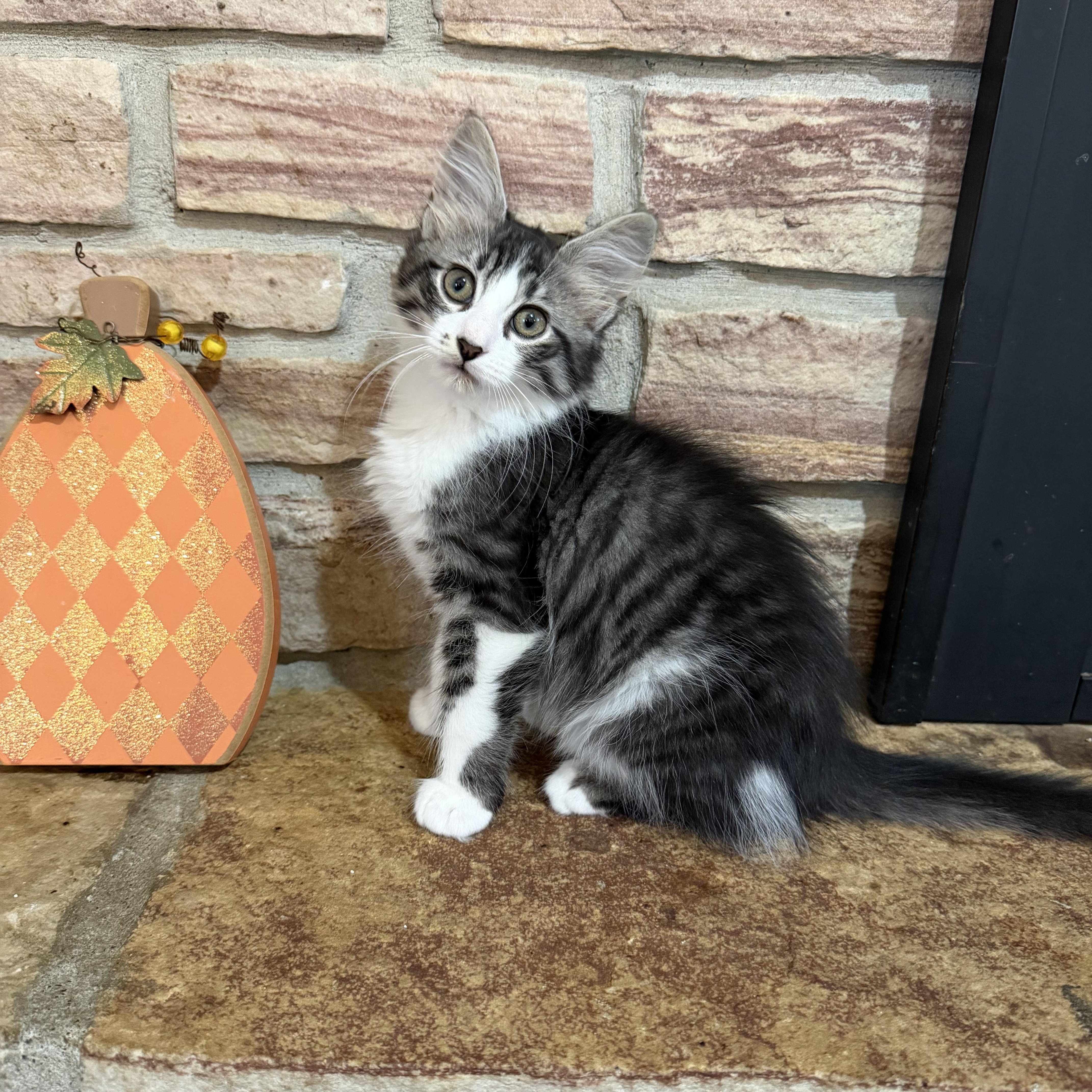 A baby small-sized male Domestic Medium Hair cat named Mac for adoption in Lacona, NY