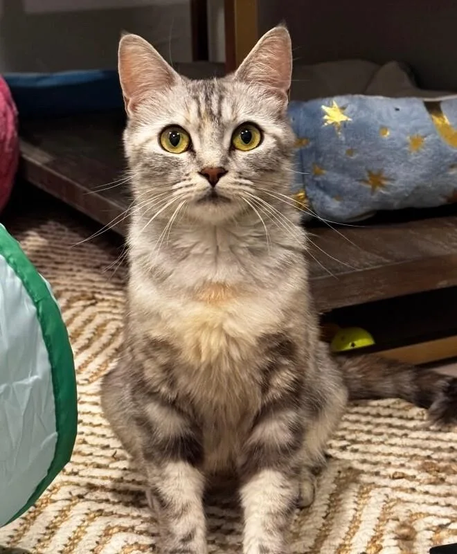 A young medium-sized female Gray / Blue / Silver American Shorthair cat named Sylveon Pokémon Litter❤️ for adoption in Anthem, AZ