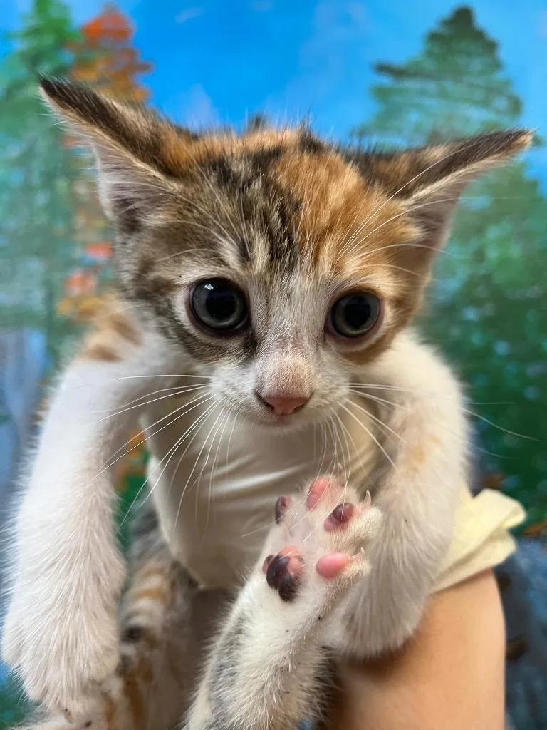 A baby small-sized female Domestic Short Hair cat named Patches for adoption in New Braunfels, TX