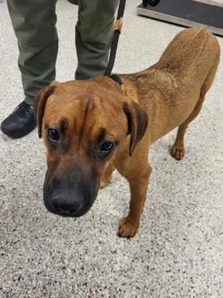 An adult medium-sized female Rhodesian Ridgeback dog named Pebbles for adoption in Gastonia, NC
