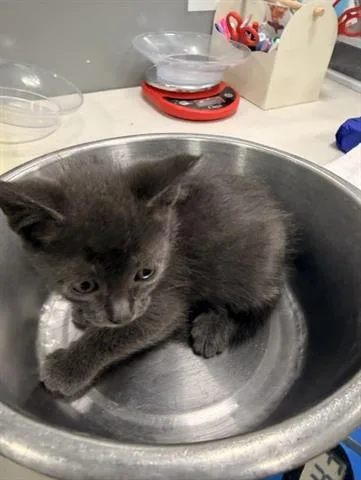 A baby small-sized male Domestic Short Hair cat named Jasper for adoption in San Martin, CA