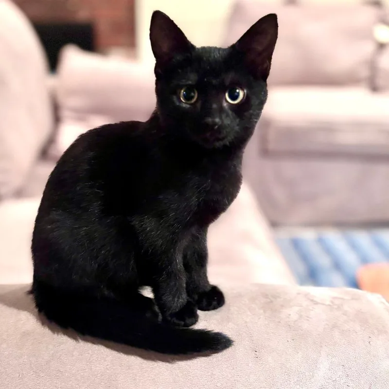A baby small-sized female Black Domestic Short Hair cat named Banana for adoption in Hopkinton, MA