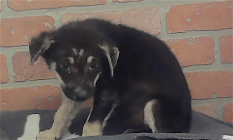 A baby small-sized female German Shepherd Dog dog named Vienna for adoption in Houston, TX