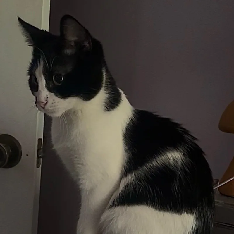 A baby small-sized male Black Domestic Short Hair cat named Jack for adoption in Grand Rapids, MN