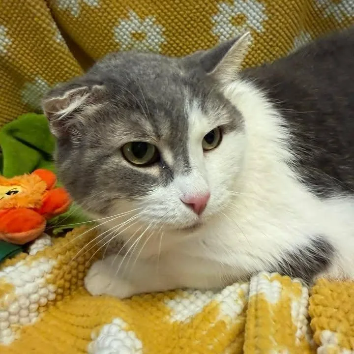 A senior large-sized female Gray & White Domestic Short Hair cat named Charleigh for adoption in Wilmington, NC