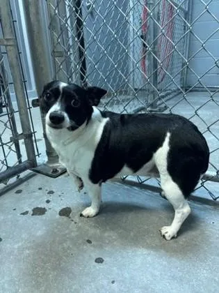 An adult small-sized female Mixed Breed dog named KiKi for adoption in Port Allen, LA