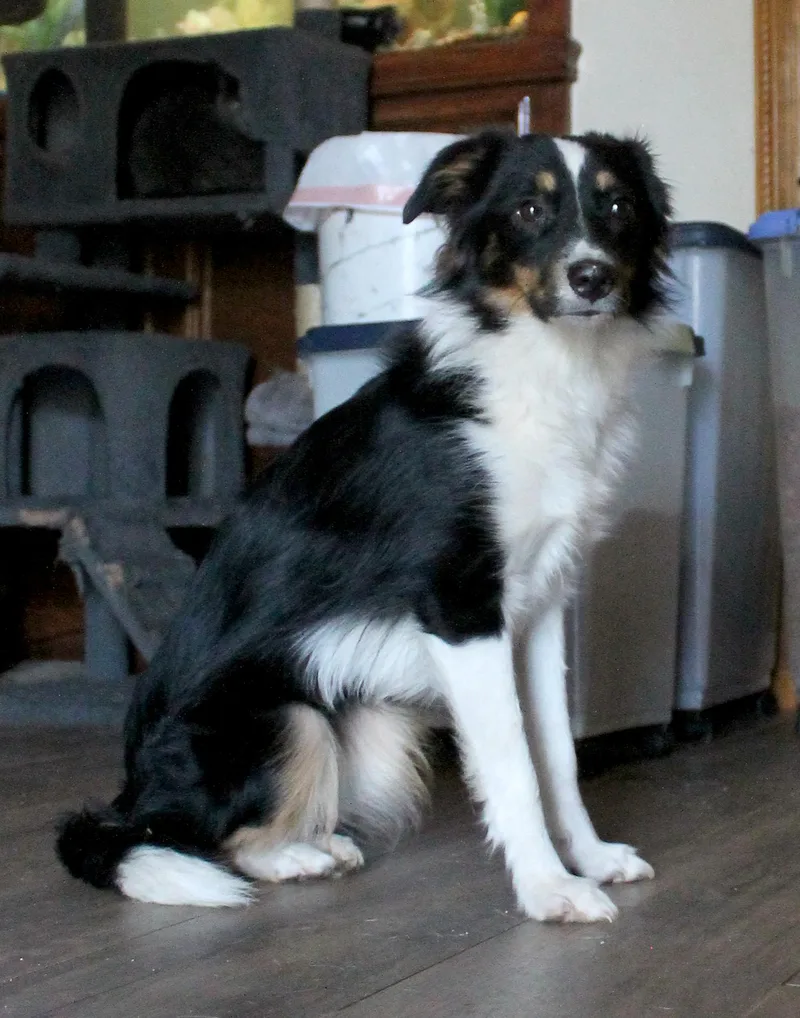 A young medium-sized female Australian Shepherd dog named Chloe for adoption in Guthrie, OK