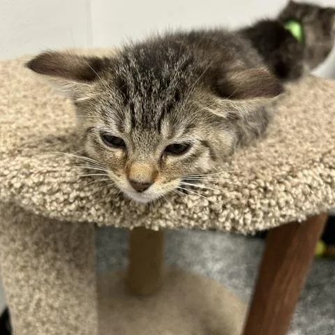 A baby medium-sized female Domestic Short Hair cat named Habanero for adoption in Bryan, OH