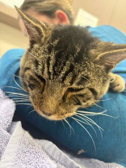 An adult medium-sized male Domestic Short Hair cat named Darryl for adoption in Fishers, IN