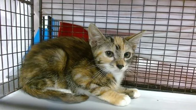 A baby small-sized female Domestic Short Hair cat named Yoko for adoption in Miami, FL