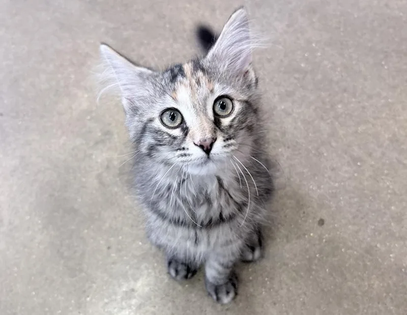 A baby small-sized female Torbie Domestic Short Hair cat named Dash for adoption in Columbus, IN