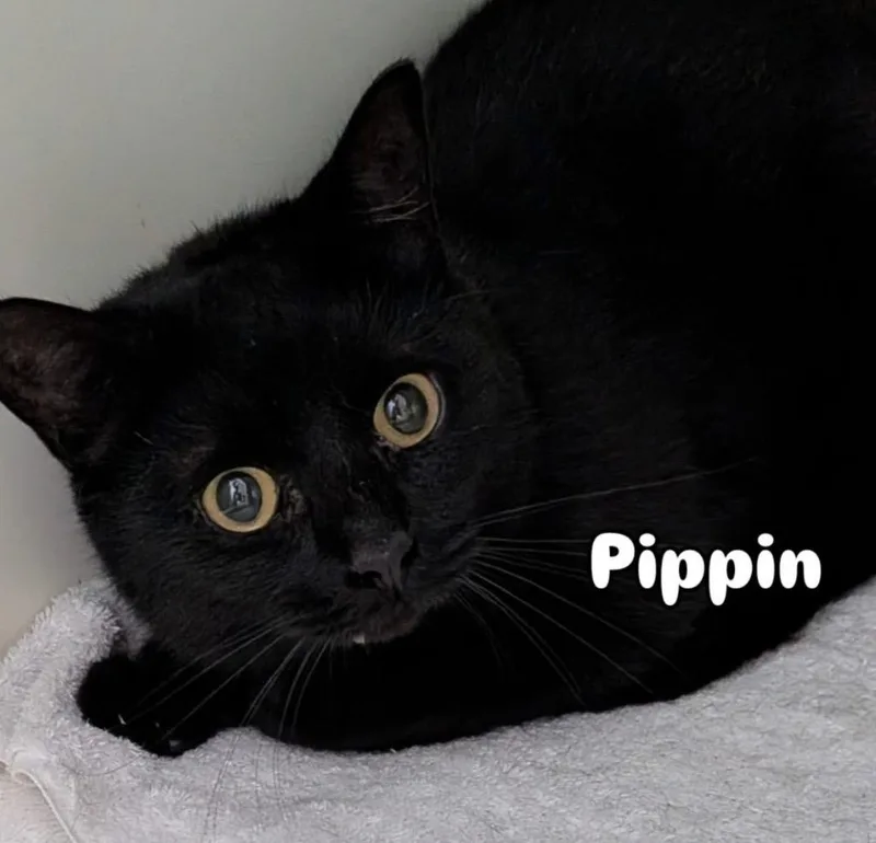 Pipin
